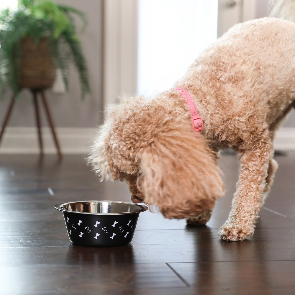 Stainless Steel Dog Bowl with  - Pet Supplies Is Food avaliação e preço